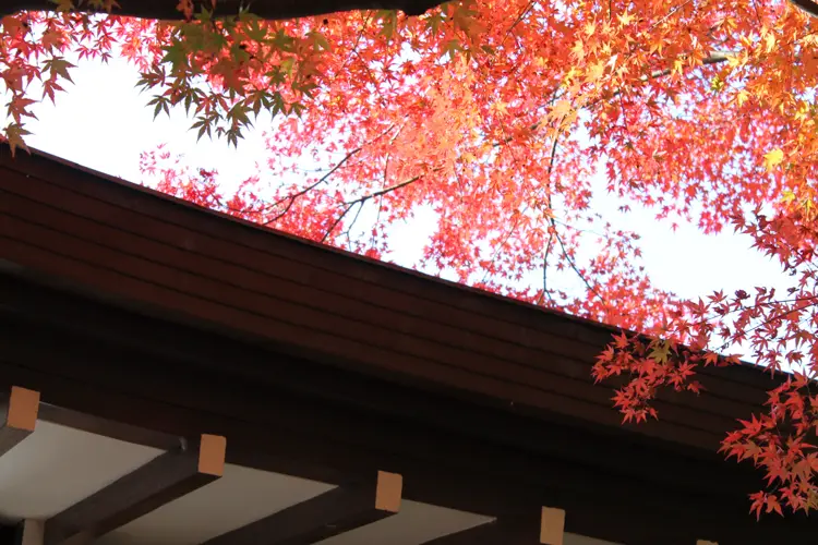 Rouge et Ombre (24 x 30 cm, 24 x 30 cm)