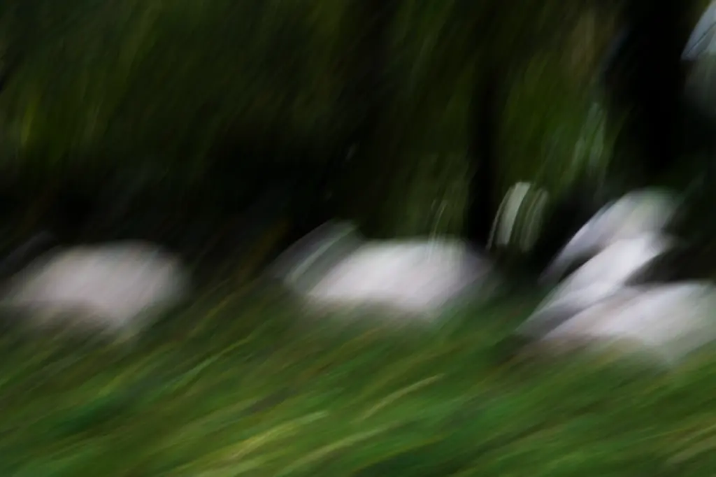 Chuchotements dans le Pâturage (24 x 30 cm, 24 x 30 cm)