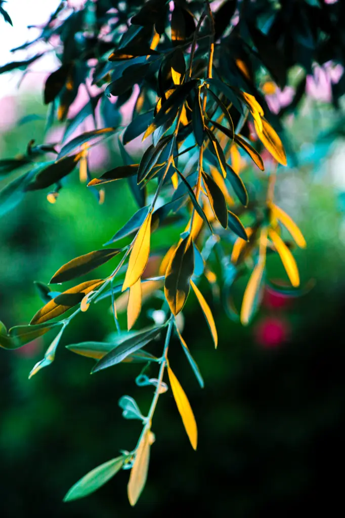 L'Éclat des Feuilles (24 x 30 cm, 24 x 30 cm)